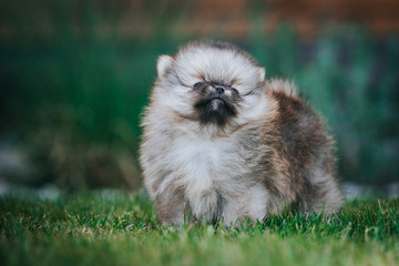 Obraz premium Pomeranian baby posing outside. Small pomeranian puppy.
