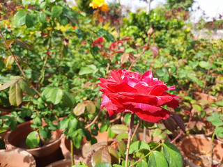 Beautiful rose flowers in nursery, rose flowers in garden