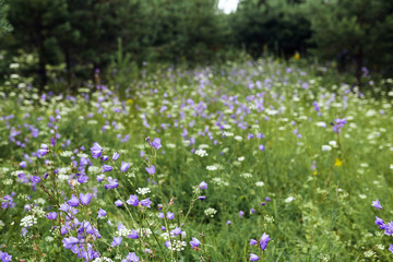 Purple flowers in a lush green field on a background of trees