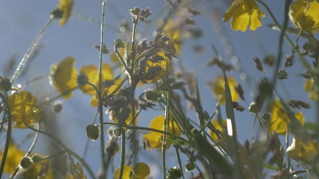 La renoncule des champs en fleur