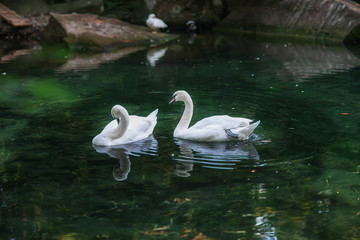 nature water lake swan bird