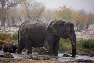Naklejka premium Large herd of elephants drinking water and taking mud baths in waterhole with gently touching each other with huge trunks. Africa. Namibia. Etosha national park.