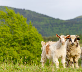 Obraz premium Beautiful spring lambs grazing on field