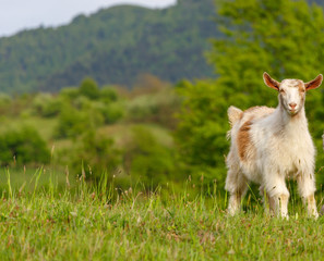 Obraz premium Beautiful spring lambs grazing on field
