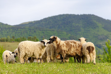 Obraz premium Beautiful spring lambs grazing on field