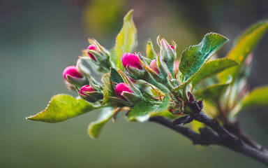 close up of a branch of a tree