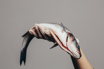 A hand in a rubber glove holds a gutted sea bass fish. Close-up, place for an inscription, copy space. Isolated on gray background.