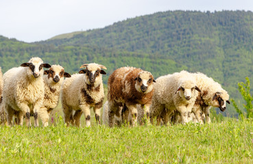 Beautiful spring lambs grazing on field