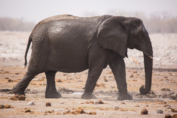 Large herd of elephants drinking water and taking mud baths in waterhole with gently touching each other with huge trunks. Africa. Namibia. Etosha national park.