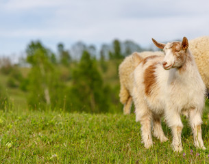 Naklejka na ściany i meble Beautiful spring lambs grazing on field