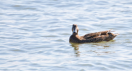 Duck on water.