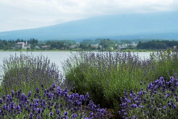 Lake where lavender blooms / Lake Kawaguchi in Yamanashi Prefecture, Japan [Oishi Park]