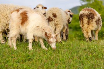 Beautiful spring lambs grazing on field