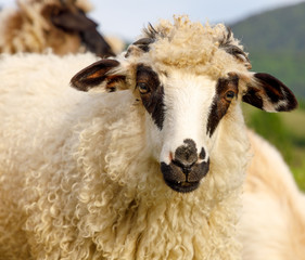 Beautiful spring lambs grazing on field