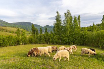 Beautiful spring lambs grazing on field