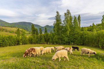 Fototapeta premium Beautiful spring lambs grazing on field