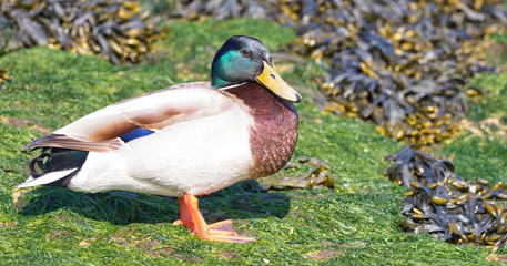 duck on grass with seaweed