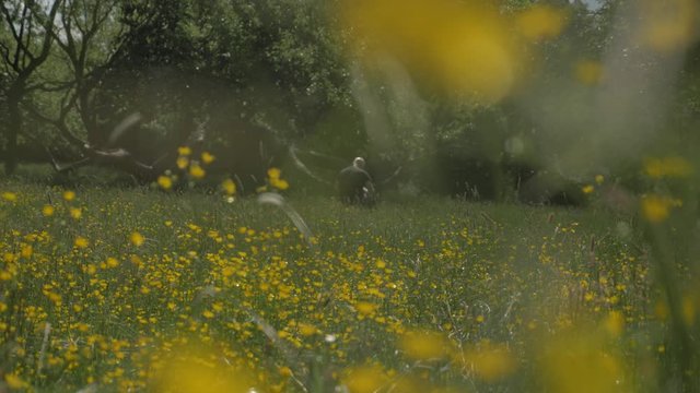 La renoncule des champs en fleur