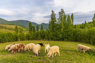 Fototapeta premium Beautiful spring lambs grazing on field