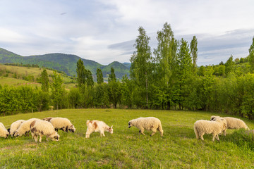Fototapeta premium Beautiful spring lambs grazing on field
