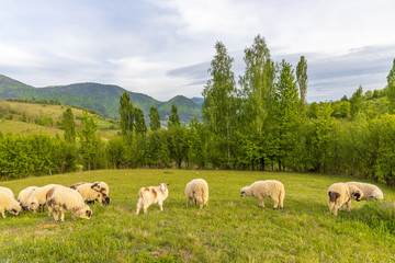 Beautiful spring lambs grazing on field