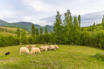 Fototapeta premium Beautiful spring lambs grazing on field