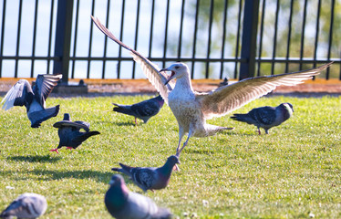 seagull scaring away pigeons