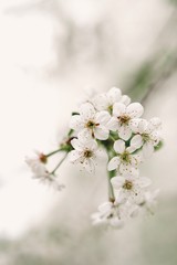 apple tree flowers