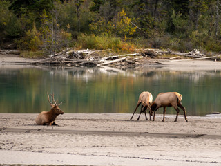 Wild young stags fighting while an older stag is watching. Lakeside at Banff National Park,...