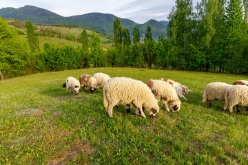Obraz premium Beautiful spring lambs grazing on field