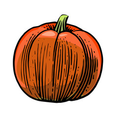 The pumpkin is round.
Vector is isolated on a white background. Hand drawing. Garden vegetable.