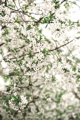cherry tree blossom