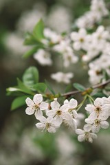 apple tree blossom