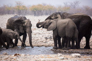 Large herd of elephants drinking water and taking mud baths in waterhole with gently touching each other with huge trunks. Africa. Namibia. Etosha national park.