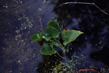  Close-up of a plant that grows in a lake