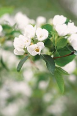 apple tree blossom