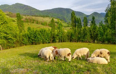 Fototapeta na wymiar Beautiful spring lambs grazing on field