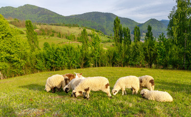 Obraz premium Beautiful spring lambs grazing on field