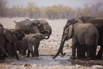Obraz premium Large herd of elephants drinking water and taking mud baths in waterhole with gently touching each other with huge trunks. Africa. Namibia. Etosha national park.