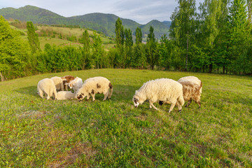 Obraz premium Beautiful spring lambs grazing on field