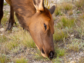 Portrait of a young wild deer eating grass in the Banff National Park