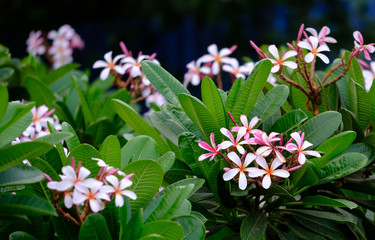 Frangipani flowers, beautiful garden flowers
