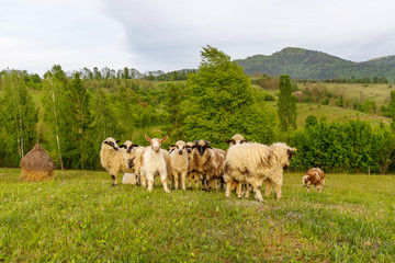 Beautiful spring lambs grazing on field