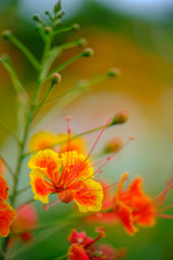bokeh flower, yellow flower with pollen , website content, background