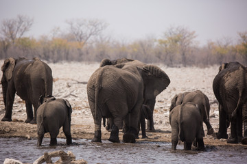Fototapeta premium Large herd of elephants drinking water and taking mud baths in waterhole with gently touching each other with huge trunks. Africa. Namibia. Etosha national park.
