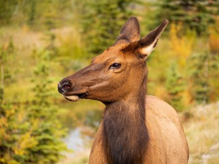Portrait of a young wild deer in the Banff National Park