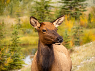 Portrait of a young wild deer in the Banff National Park with lake in the background