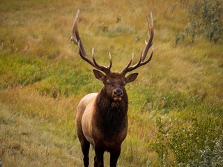 Wild male elk in the Banff National Park, Canada.
