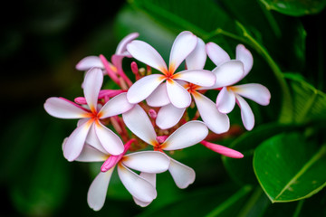 Fototapeta premium Frangipani flowers, beautiful garden flowers