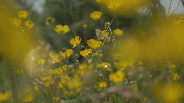 La renoncule des champs en fleur